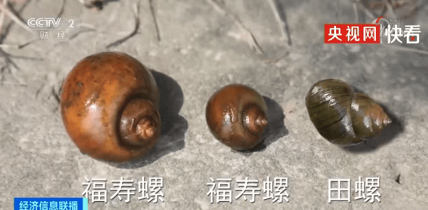 皇冠信用網登1,登2,登3出租_别吃皇冠信用網登1,登2,登3出租，寄生虫多达上千条！武汉公园连夜清出130多斤