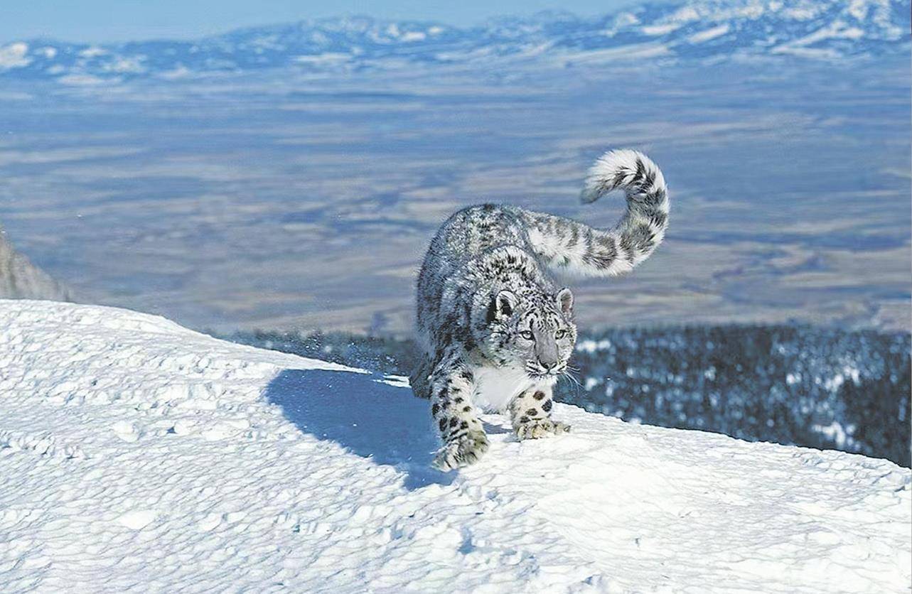 皇冠信用网代理如何注册_男子猎杀雪豹并剥皮加工皇冠信用网代理如何注册，两月后又猎杀北山羊食用 涉案价值55万元，获刑5年