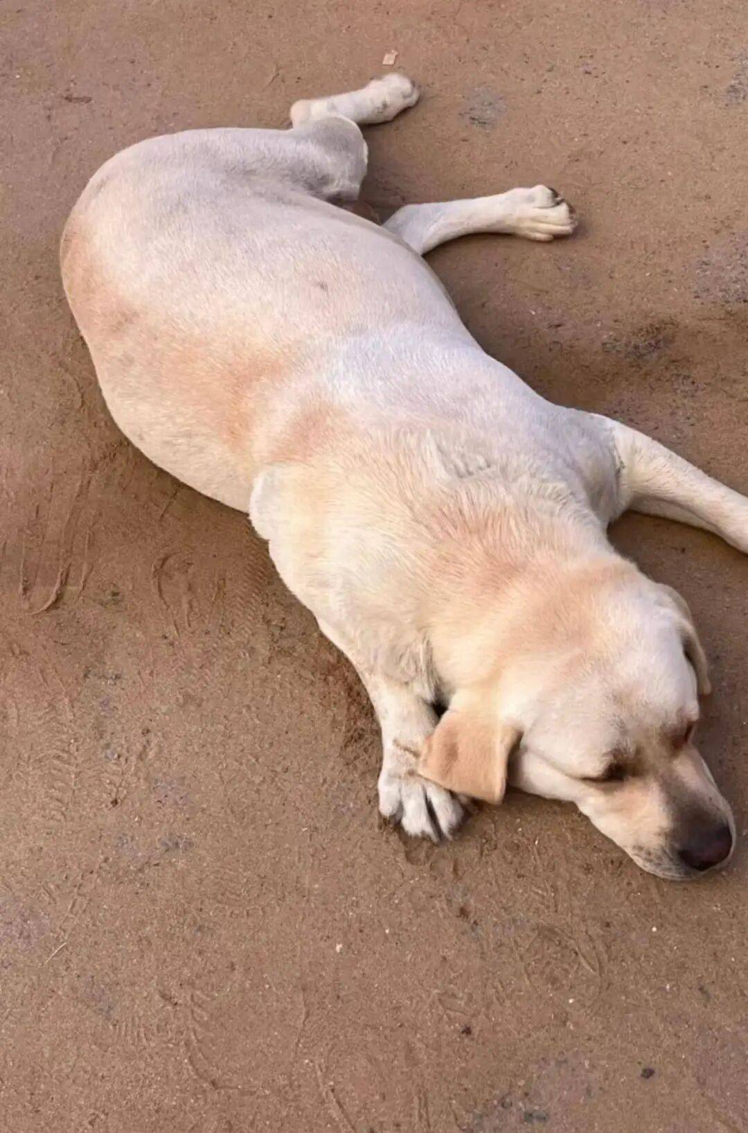 皇冠信用网怎么代理_青岛一只拉布拉多犬走失三月后皇冠信用网怎么代理，长沙街头被网友发现并收留，目前犬只已被送回犬主身边