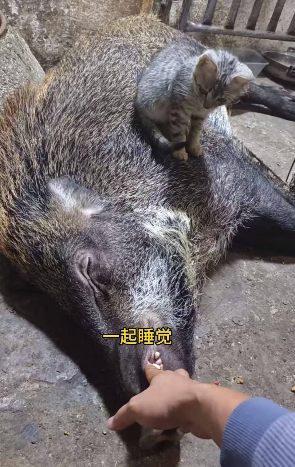 皇冠信用网代理_广州男子收养小野猪一年多从30斤长到150斤皇冠信用网代理，曾有人开价5万购买遭拒